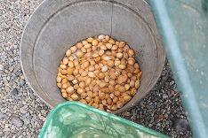 外側の皮をむいた銀杏