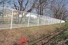 彼岸花とフェンス