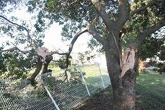フェンスに倒れた木