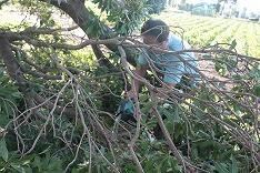 校長先生がチェーンソーで切っていきました。