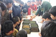 お茶の授業のようす