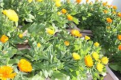 キンセンカ キンセンカ