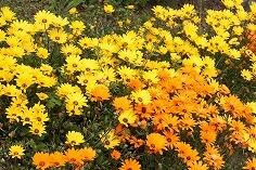 ディモルホセカ