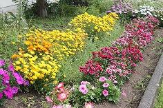 ディモルホセカとセキチク