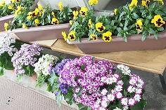 パンジーとサイネリア