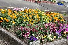 花壇の花々