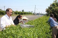 茶摘みのようす