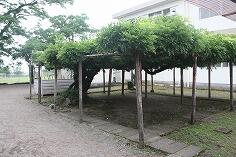 現在の藤棚のようす