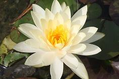 スイレンの花