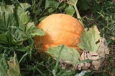 実ったおばけかぼちゃ