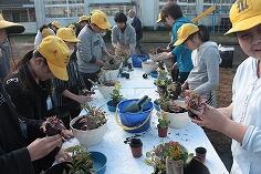 寄せ植えのようす