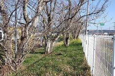 伐採前の桜のようす