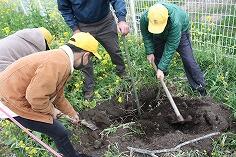 植樹のようす