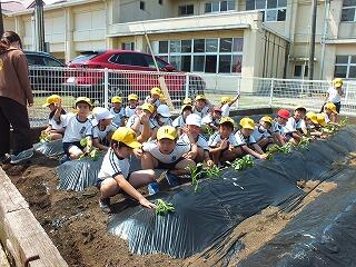 サツマイモの苗植え