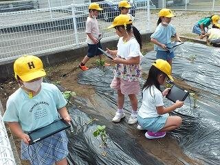 タブレットでサツマイモを撮影