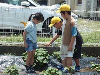 だんだん大きくなったサツマイモ