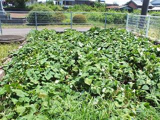 １学期終わりの畑