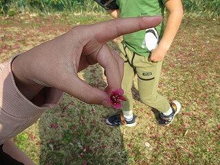 春をみつけよう