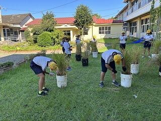 バケツ稲刈りの様子