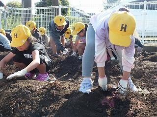 いもほりの様子２