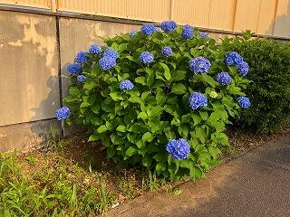 富中プール横のアジサイの花