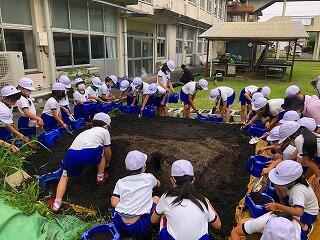 トマトの植え付け