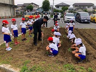 サツマイモの植え付け