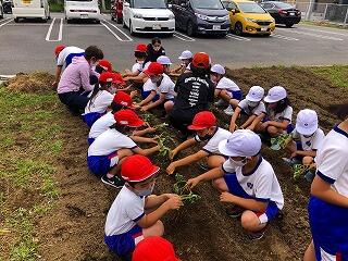 サツマイモの植え付け