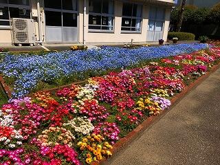 中庭の花々