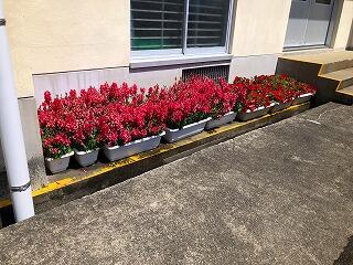 プランターの花々