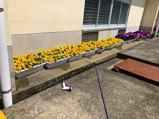 プランターの花々