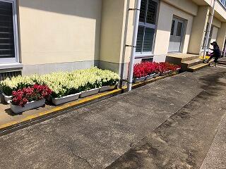 プランターの花々