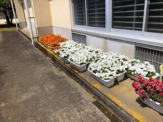 プランターの花々