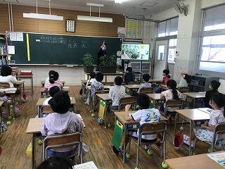 ミニトマトの栽培