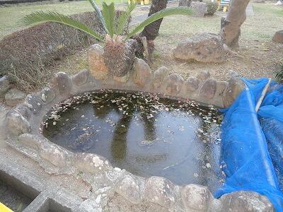 中庭の池の様子 中庭の池の様子