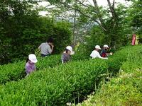 茶摘みの様子