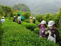 東郷学園のお茶の木