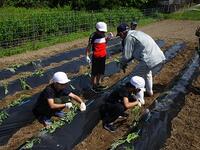 学校支援ボランティアの方に教えてもらいました
