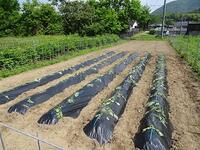 植え終わった畑の様子
