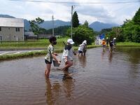 田んぼの中は歩くのが大変！