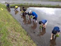 さあ、植え始めます！