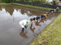 みんなで並んできれいに植えます!