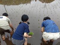 上手に植えられました