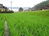 すくすくと成長しています！