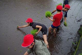 田植え