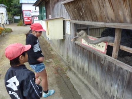 ダチョウ園