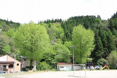 葉が茂ってきたイチョウ