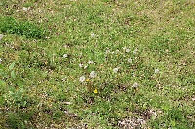 タンポポもたくさん