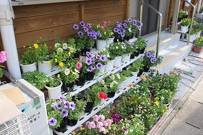 学校を彩る花々