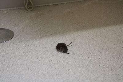 なんだかわかりますか？